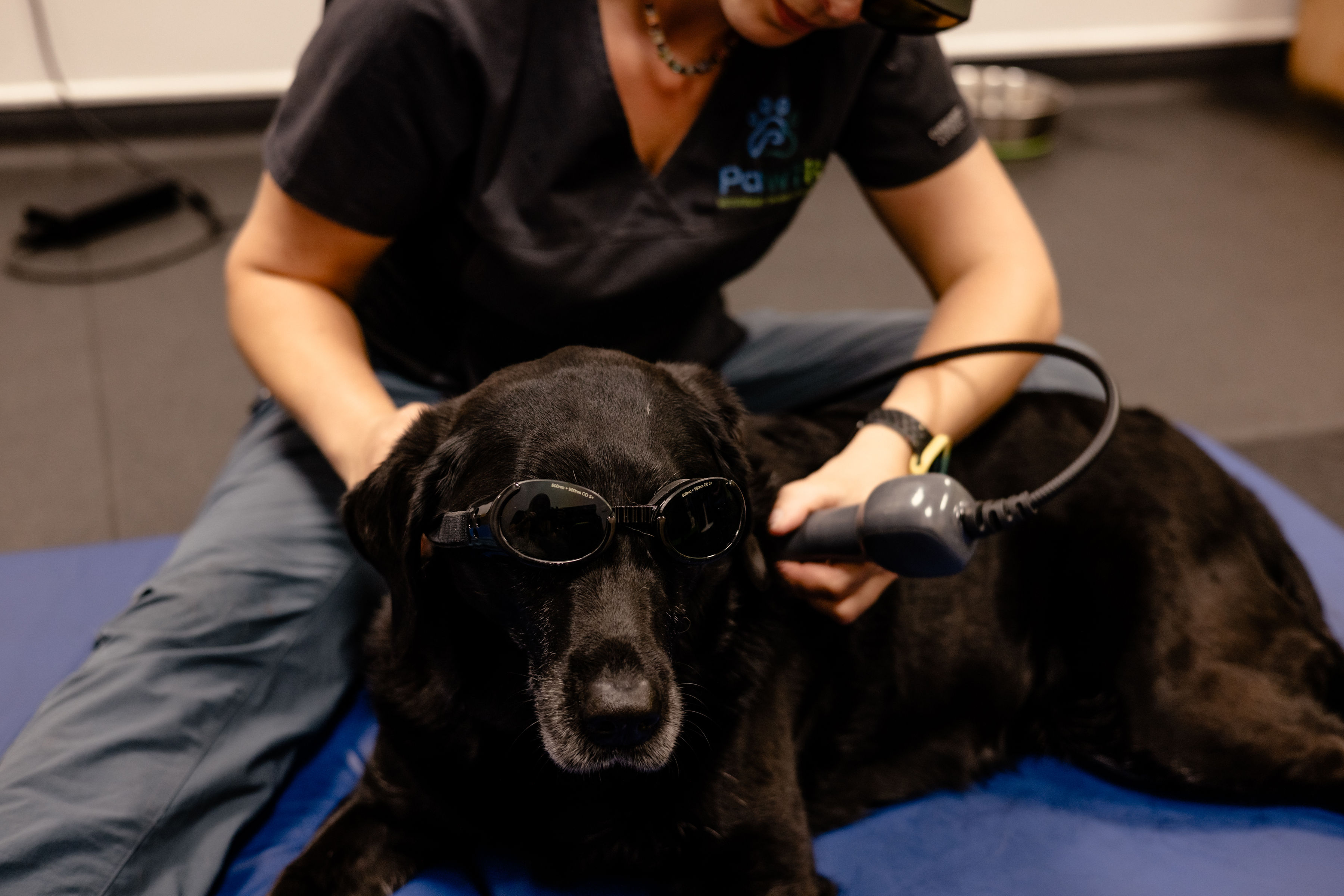 For Small Animal Therapists
