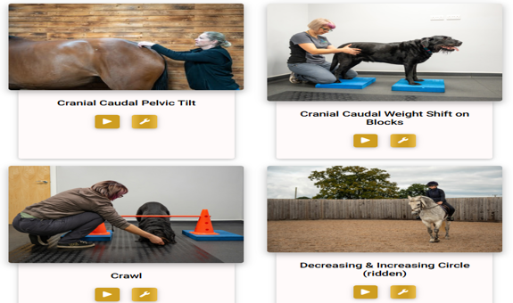 100+ equine & canine exercises added to the Equicantis library