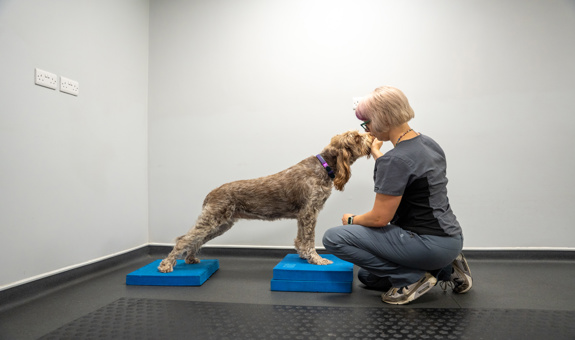 Rise in dog ownership has led to increased demand for canine physio and hydrotherapy