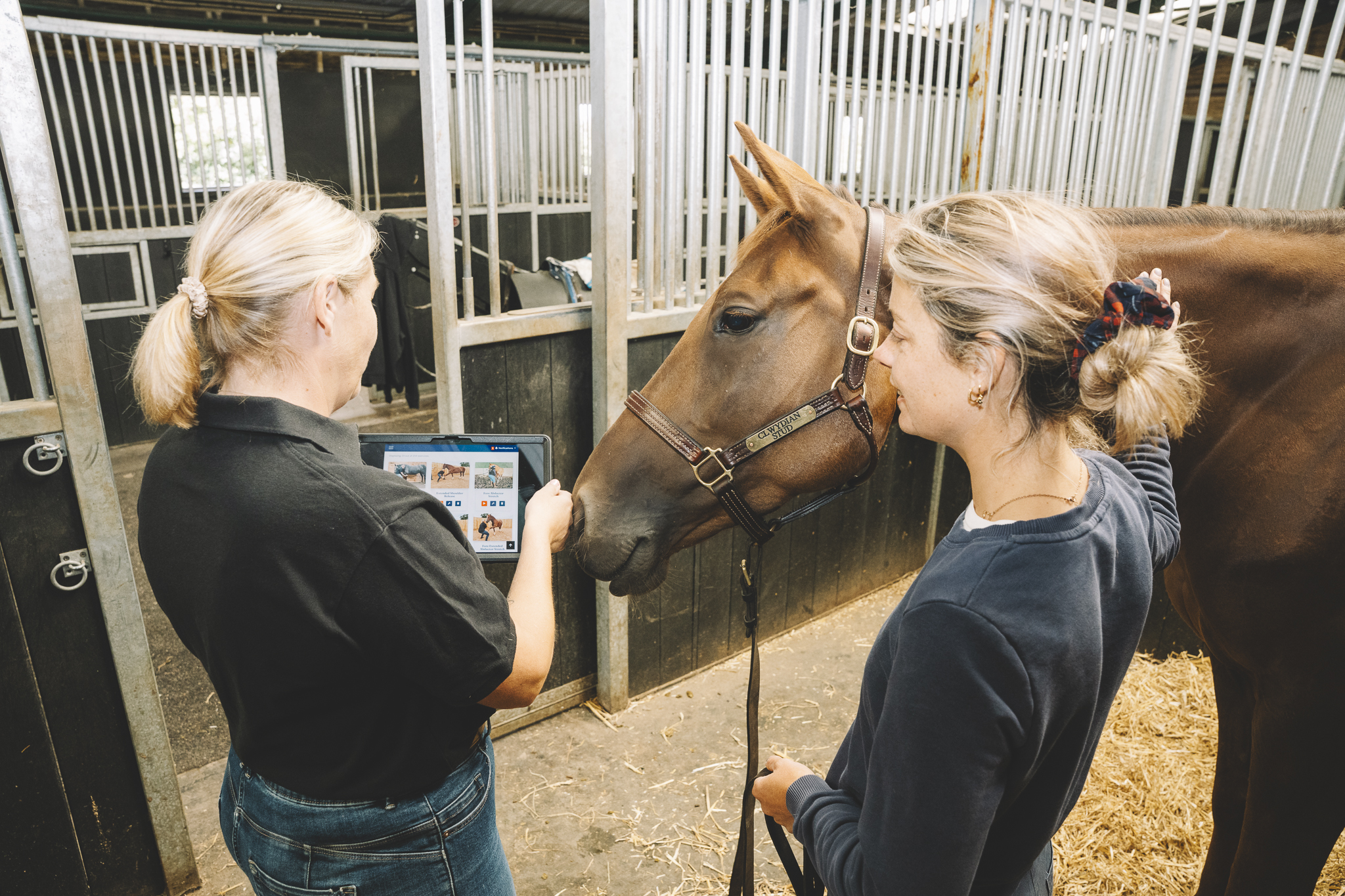 For Equine Therapists